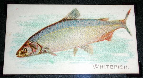 N8 49 Whitefish.jpg